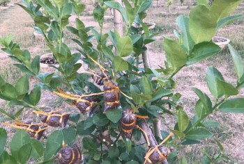 ចំការក្រូចឆ្មា